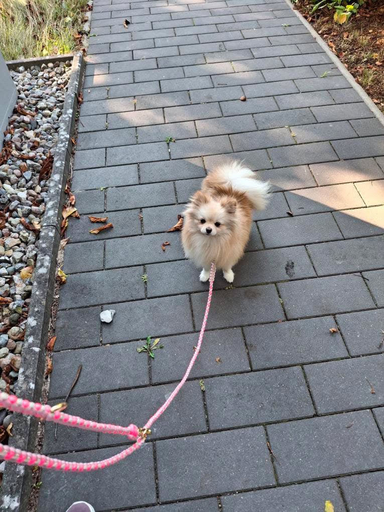 Nala