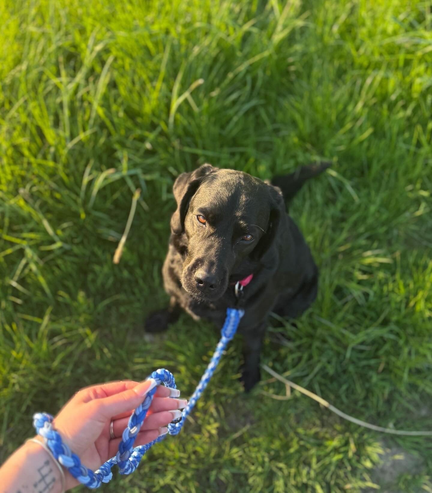 Hund mit Sir Loki Hundeshop Leine