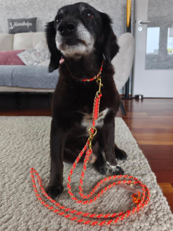 Hund mit Leine und Halsband