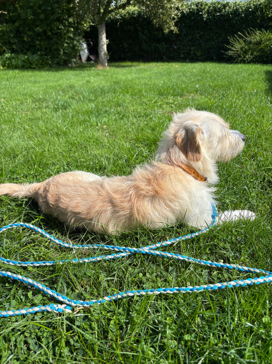 Hund mit Leine von Sir Loki