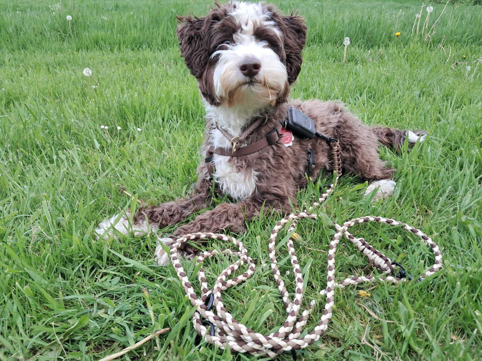 Hund mit Leine von Sir Loki Hundeshop