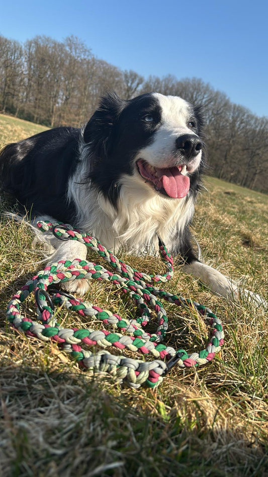 Hund mit Paracordleine