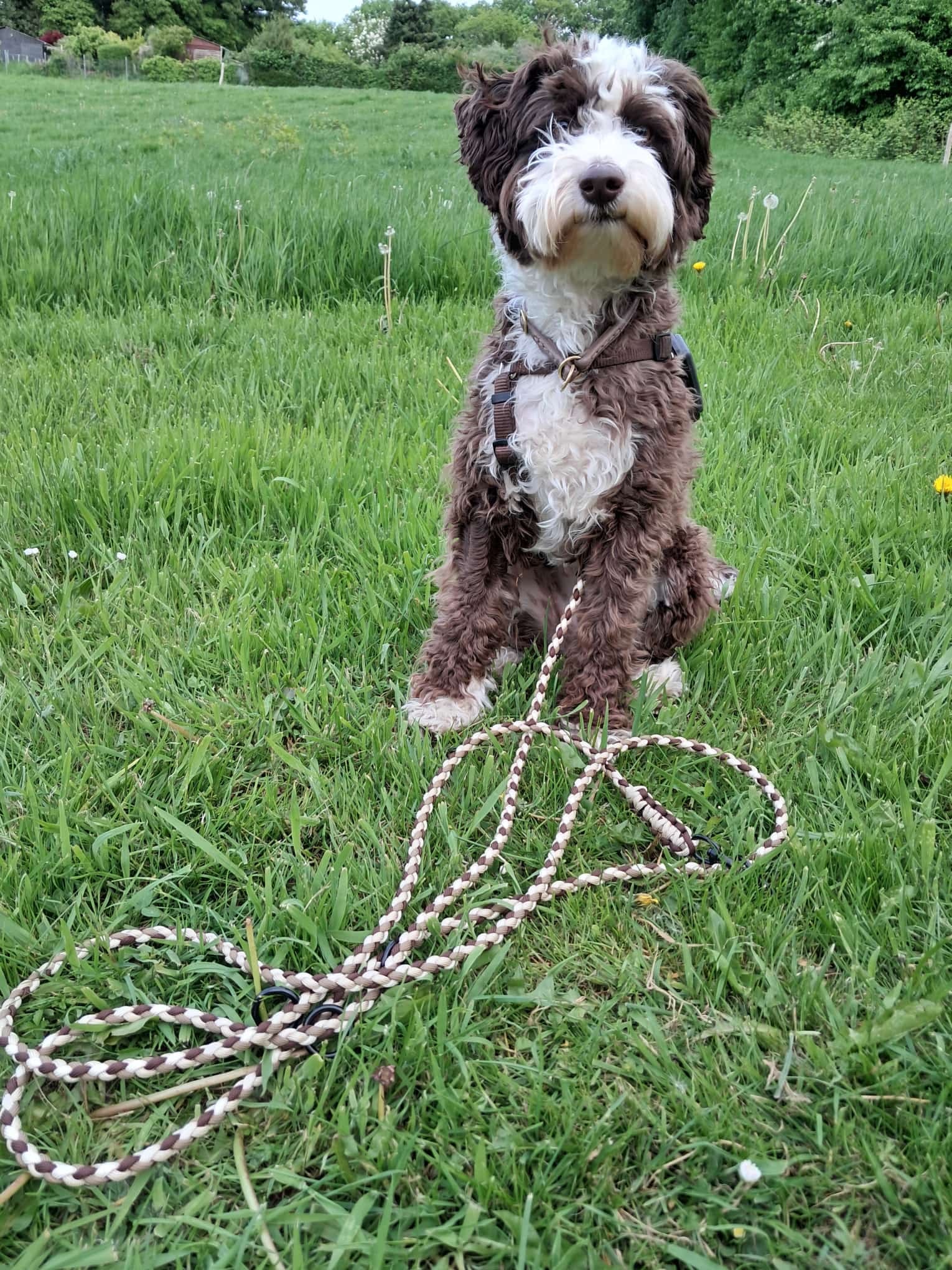 Hund mit Paracordleine in braun