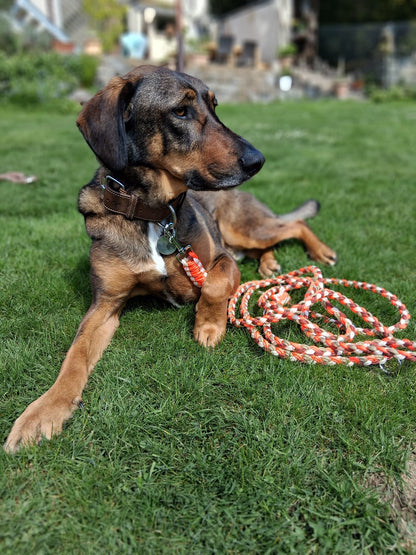 Hund mit Paracordleine von Sir Loki