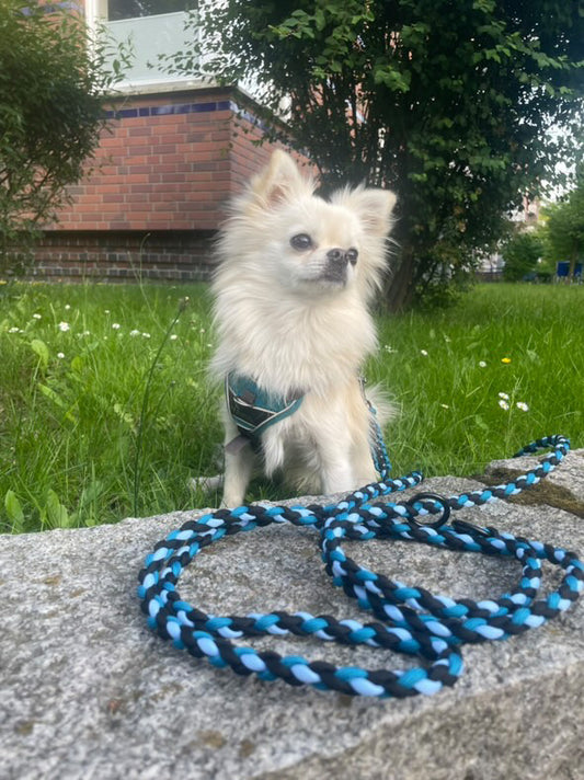 Hund mit Sir Loki Leine in blau