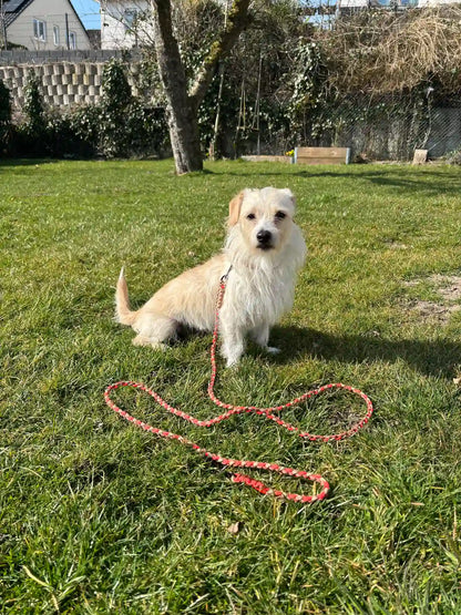 Loki